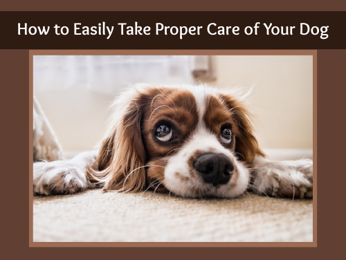 How to Easily Take Proper Care of Your Dog