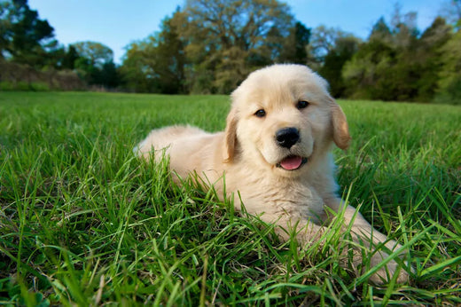 Faithful, Loyal Friends: Why Golden Retrievers Should Be Your Family Dogs