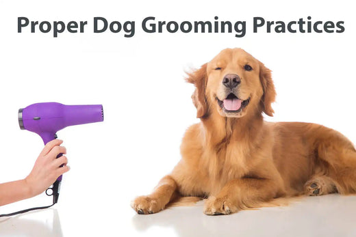 An Easy Guide To Properly Grooming Your Dog