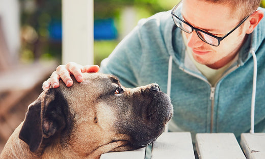 Meaningful Ways Having A Pet Changes Your Life For The Better