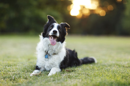 Most Trainable Dog Breeds in The World