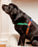 Jelly Bean No-Pull Harness in Spice