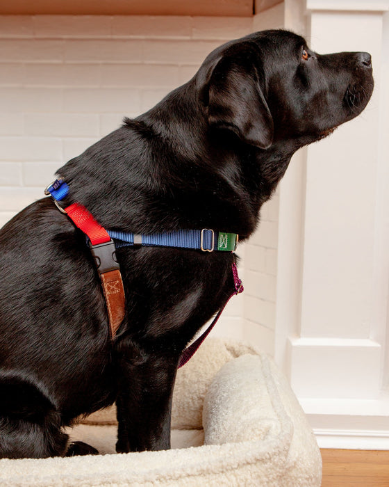 Jelly Bean No-Pull Harness in Spice